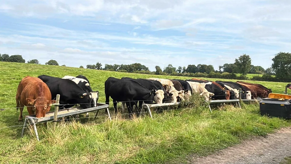 Top Class Bullocks Delvin Mart - Image 2