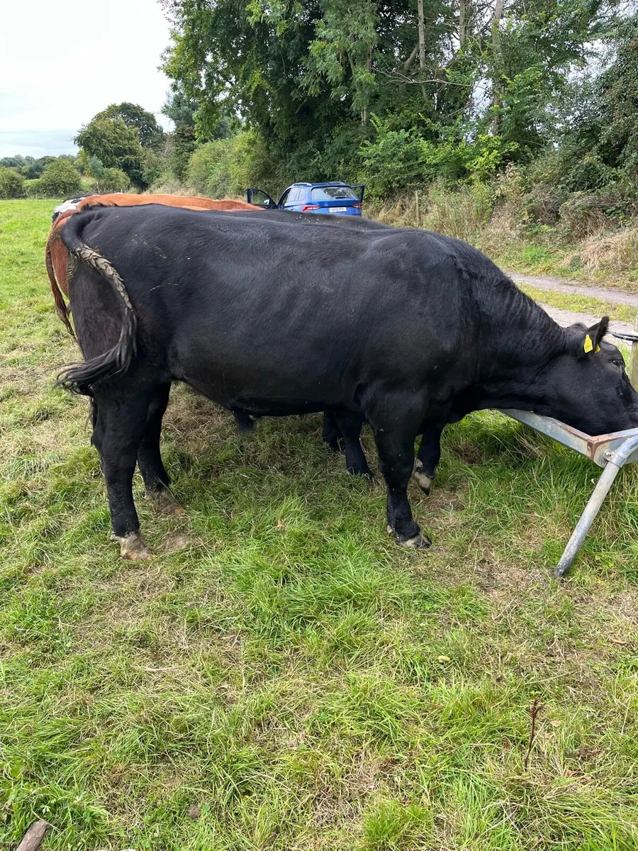 Top Class Bullocks Delvin Mart - Image 3