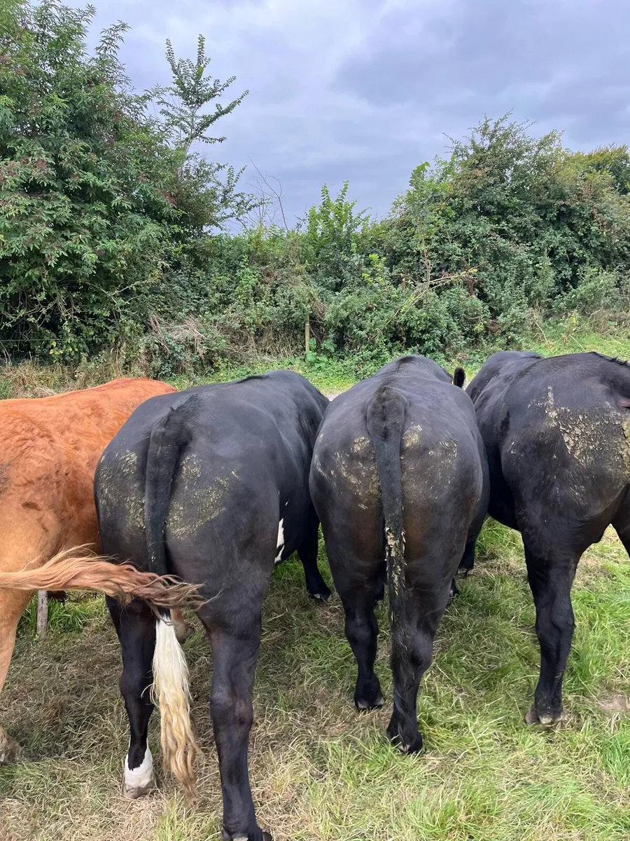 Top Class Bullocks Delvin Mart - Image 4