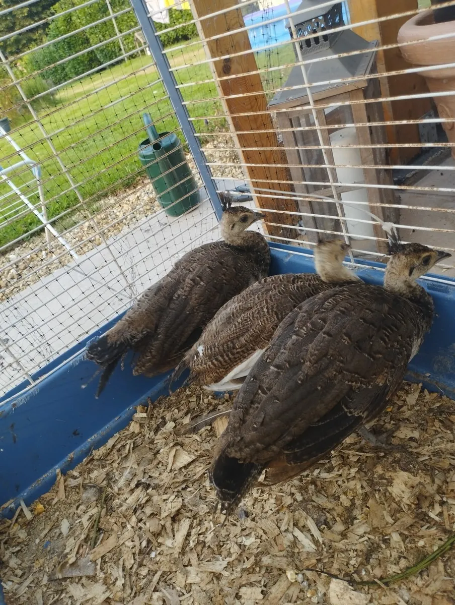 Peacock peahen chick - Image 2