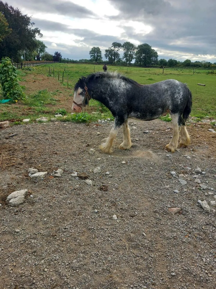 12h cob - Image 1