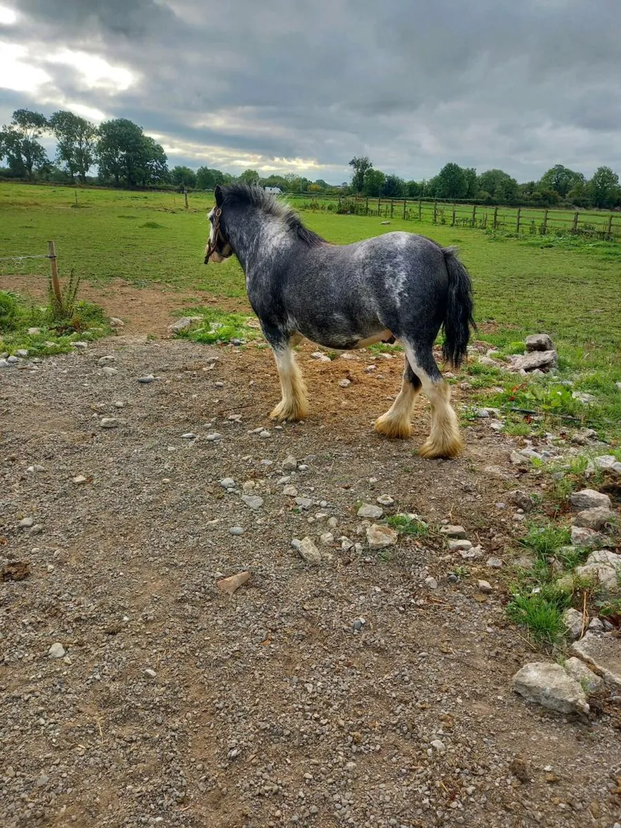12h cob - Image 2