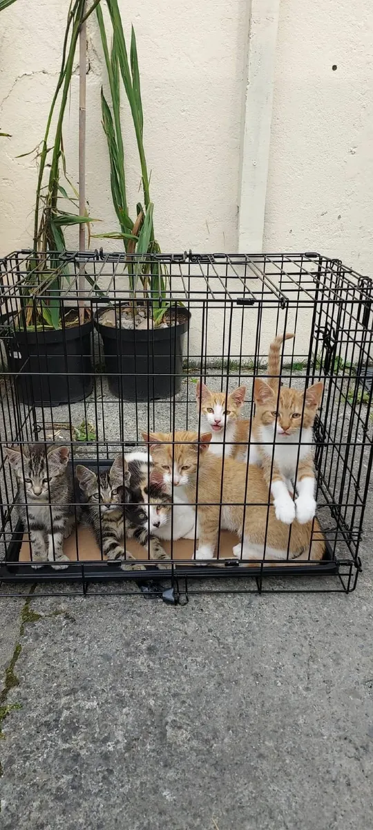 Kittens to a good home - Image 1
