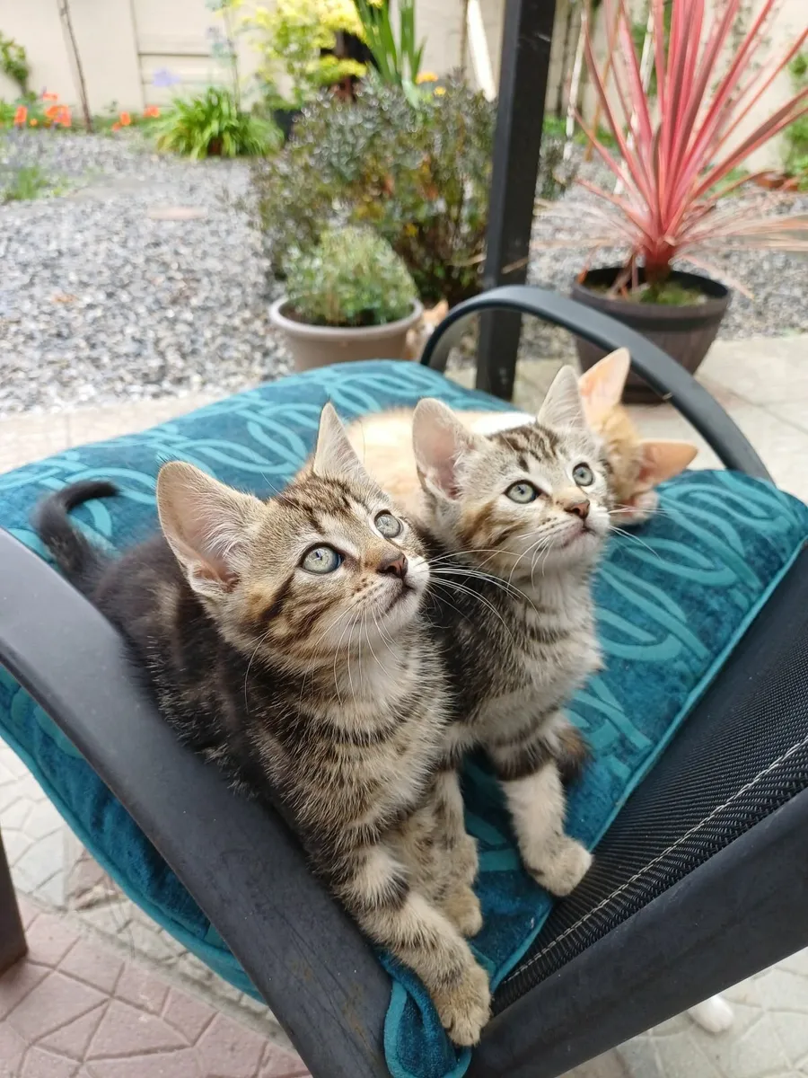 Kittens to a good home - Image 3