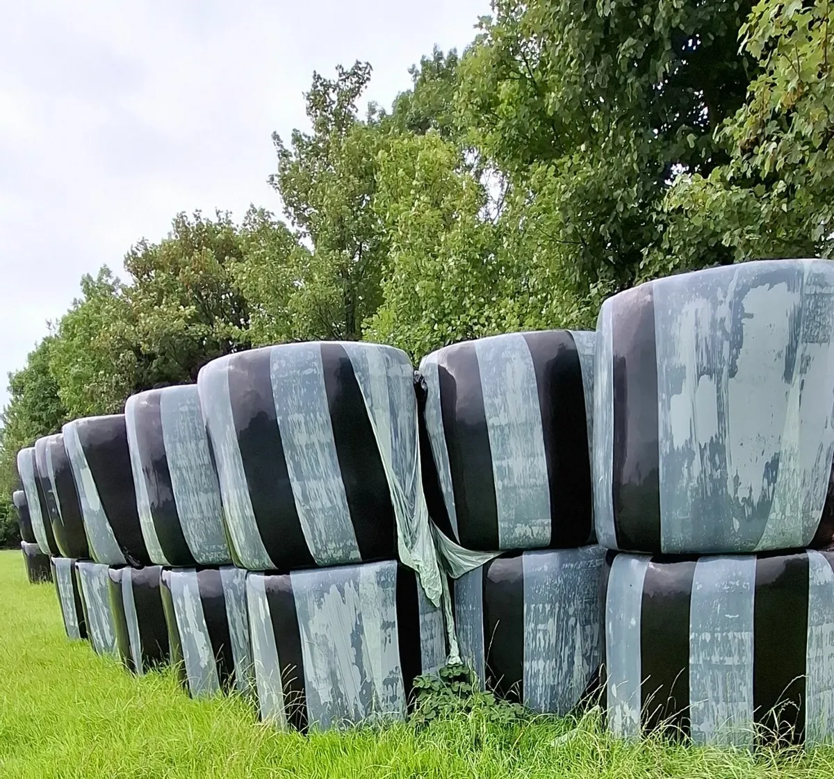Round  Bales Haylage - Image 1