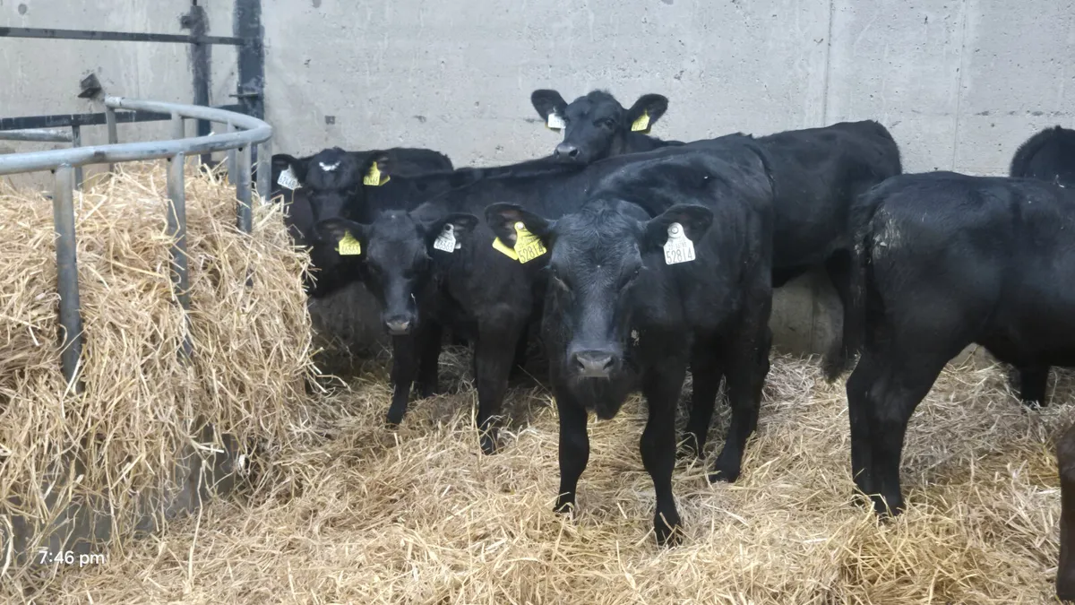 16 Quality Aberdeen Angus Heifers - Image 1