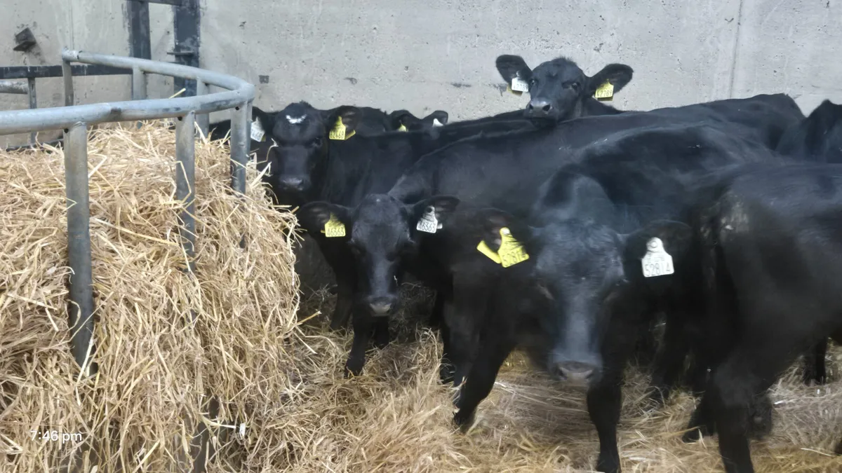16 Quality Aberdeen Angus Heifers - Image 3