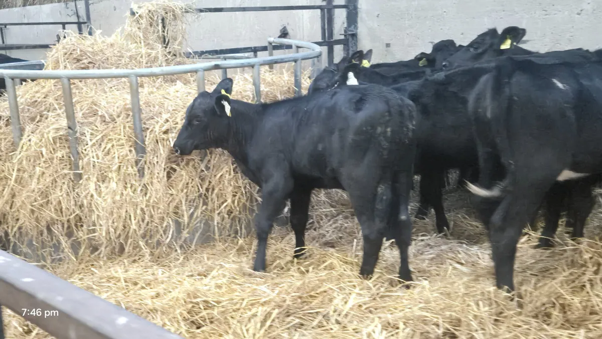 16 Quality Aberdeen Angus Heifers - Image 4