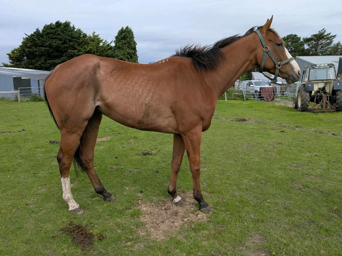 Thoroughbred gelding - Image 1