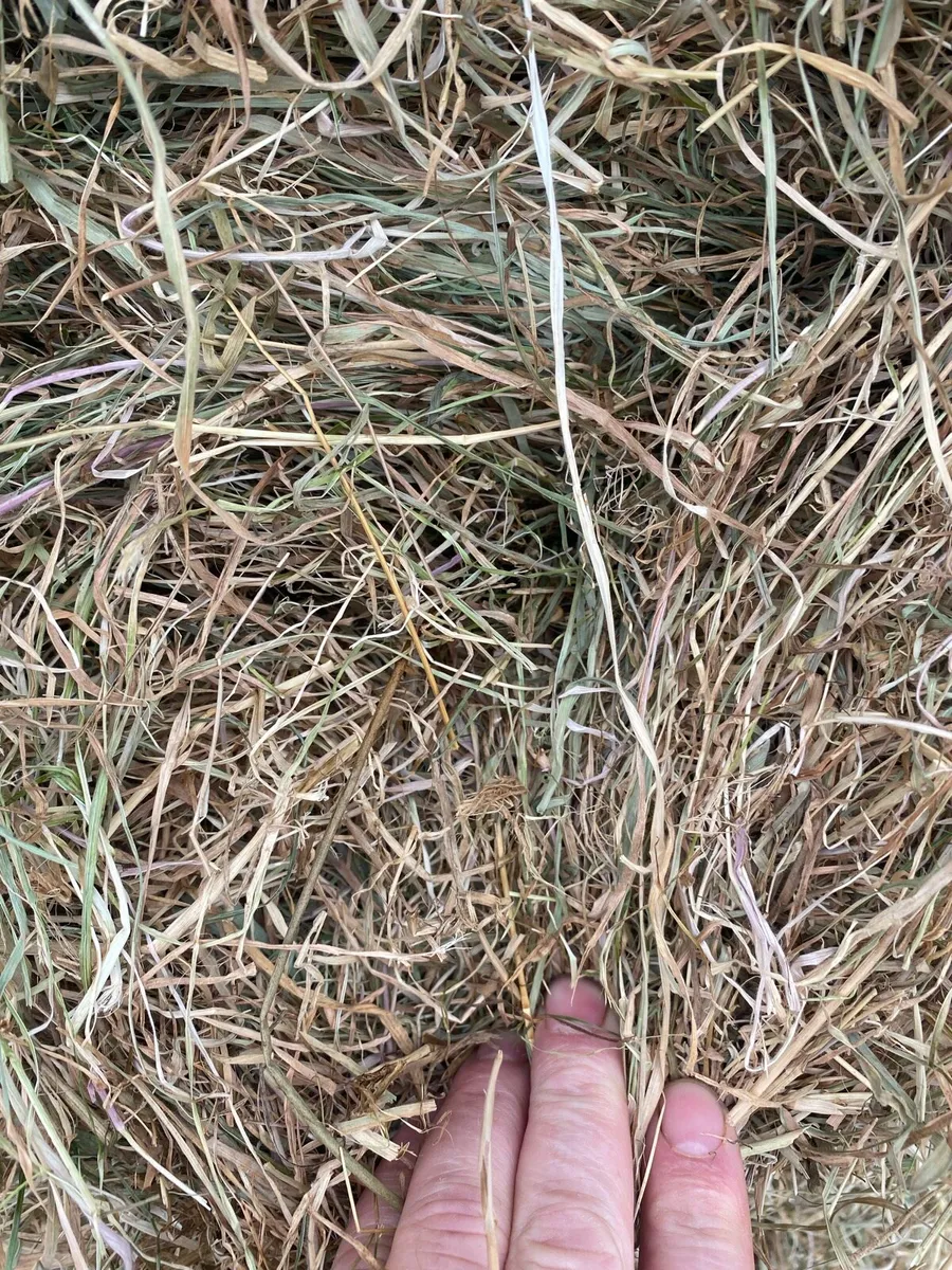 Hay - Image 1