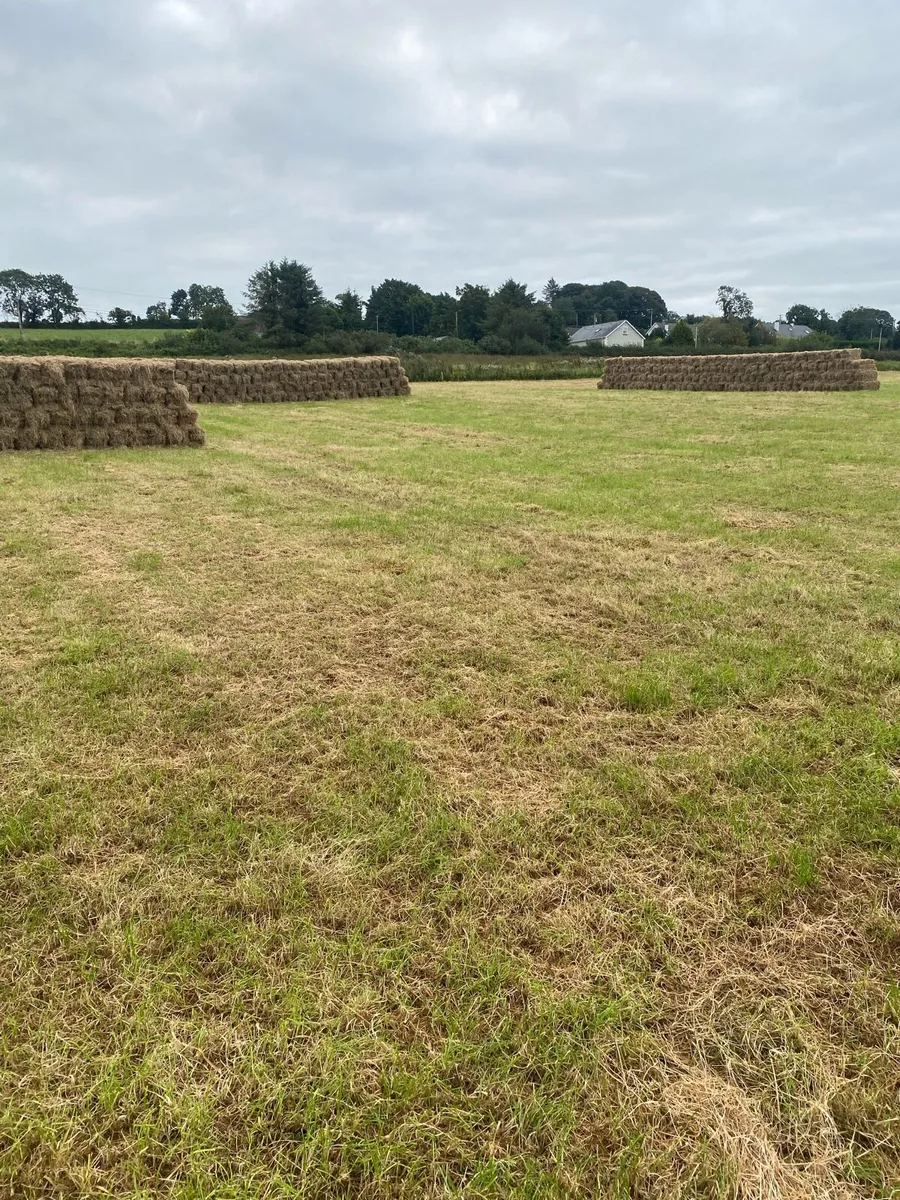 Hay - Image 2