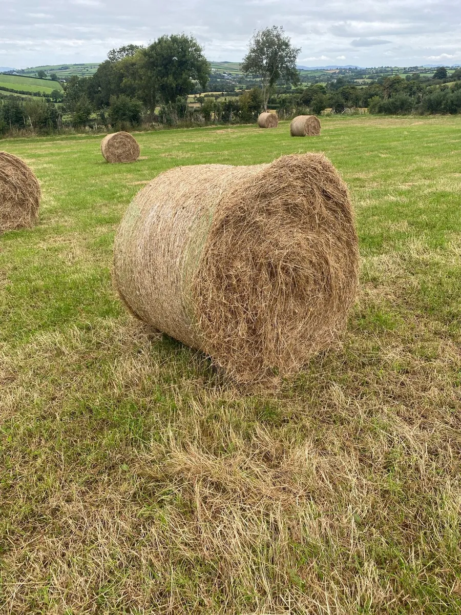 Hay - Image 3