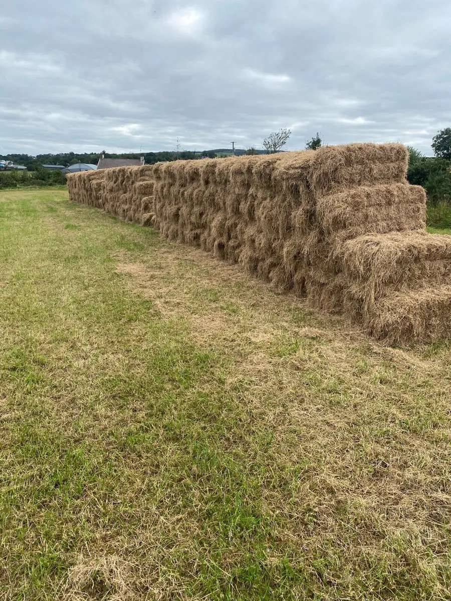 Hay - Image 4