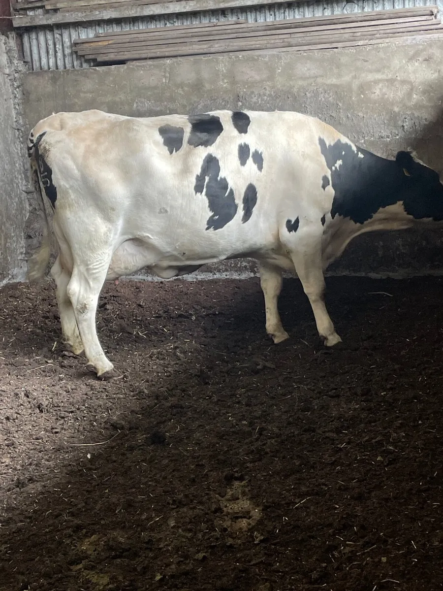 Dairy cow - Image 2