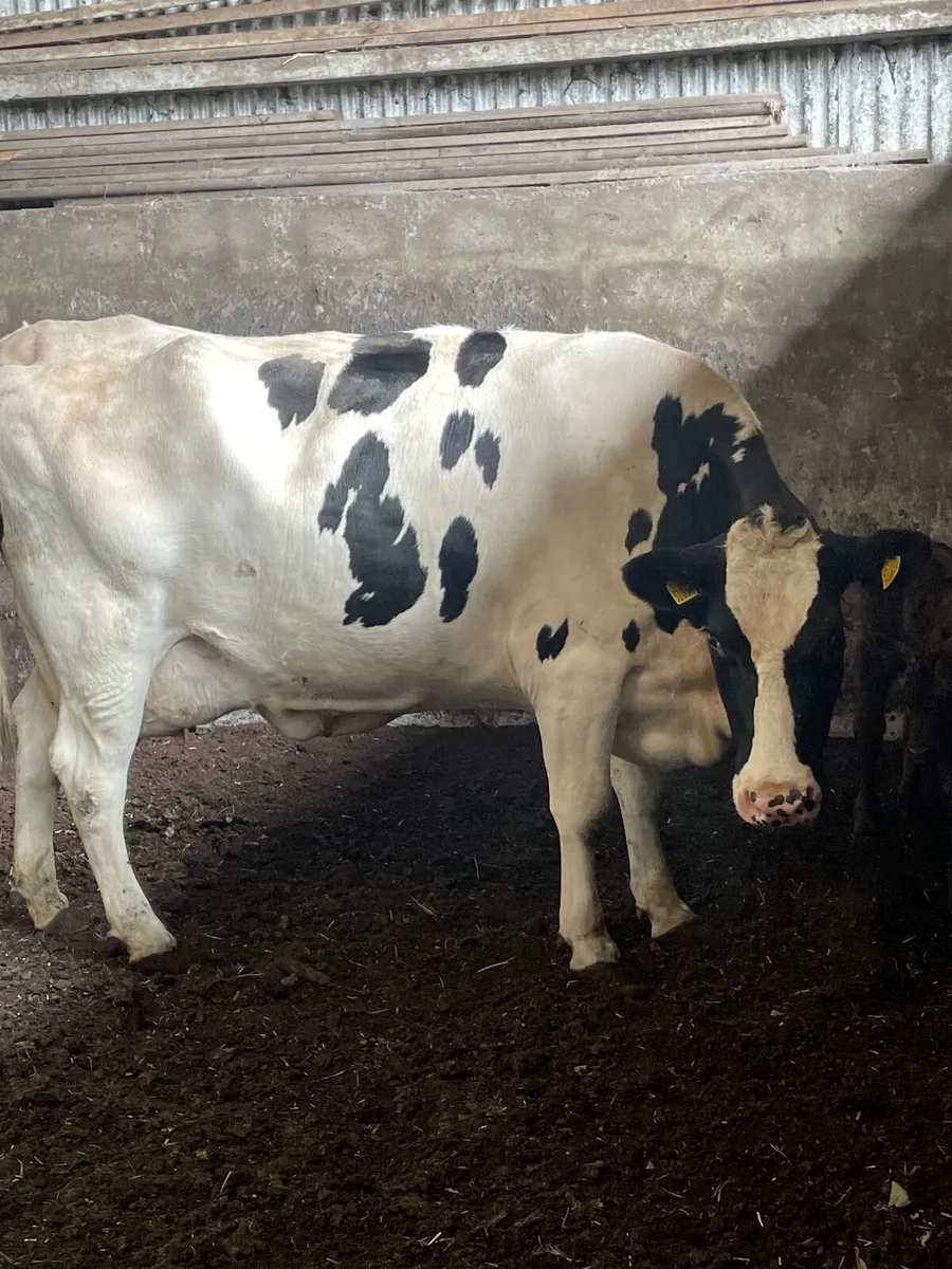 Dairy cow - Image 3