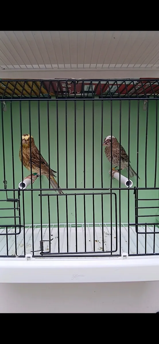 Lizard canaries - Image 2