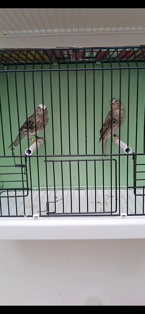 Lizard canaries - Image 3