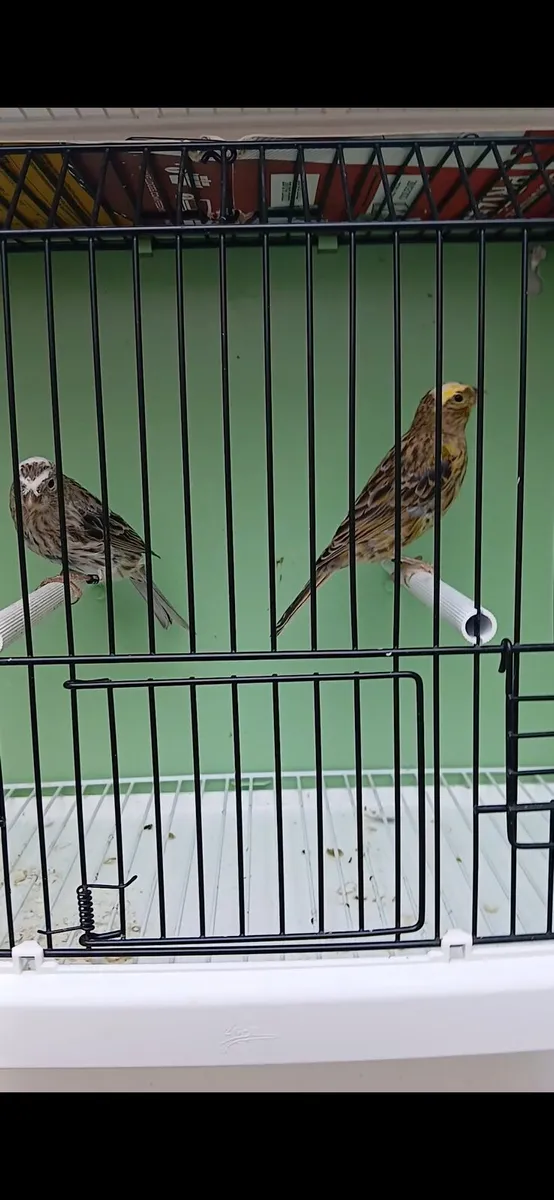 Lizard canaries - Image 4