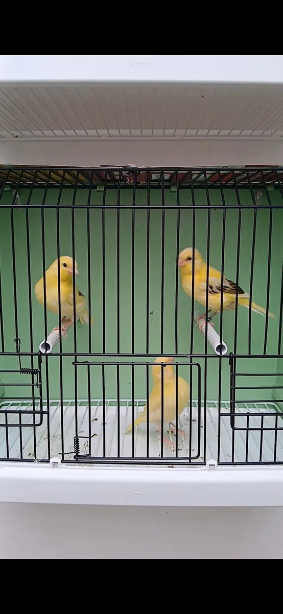 Lizard canaries - Image 1