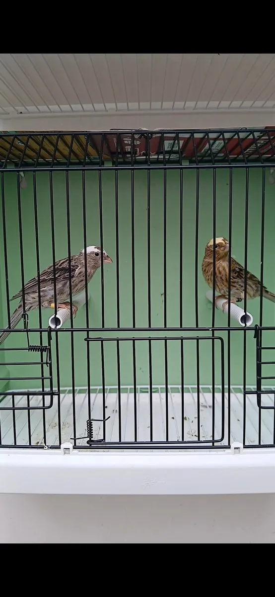 10 Lizard canaries - Image 4