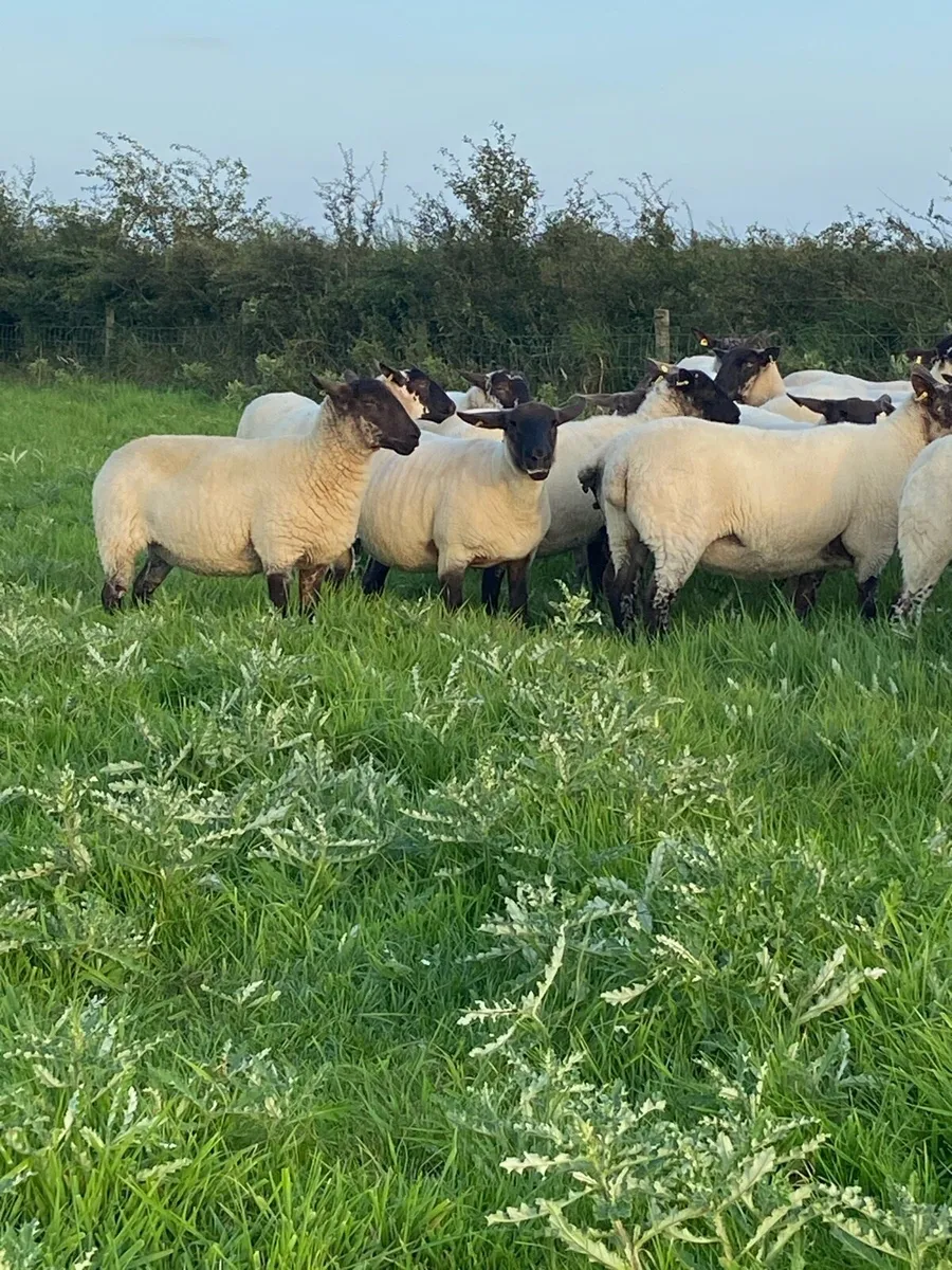 Hoggets - Image 2