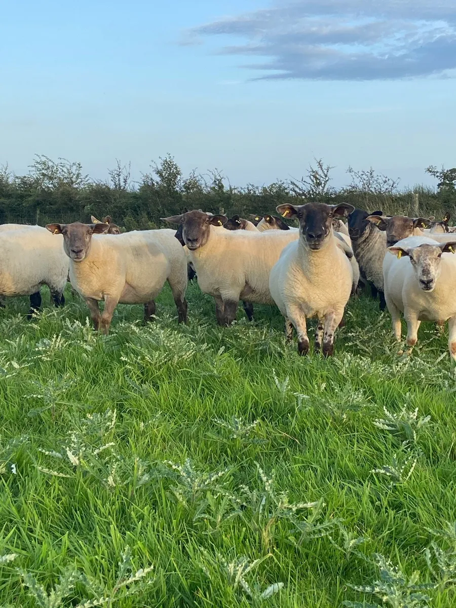 Hoggets - Image 3