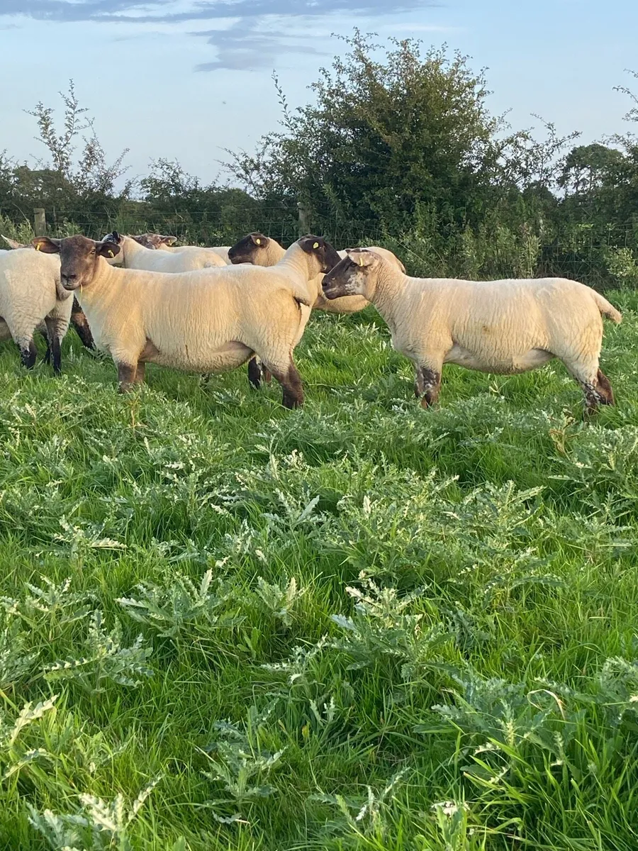 Hoggets - Image 4