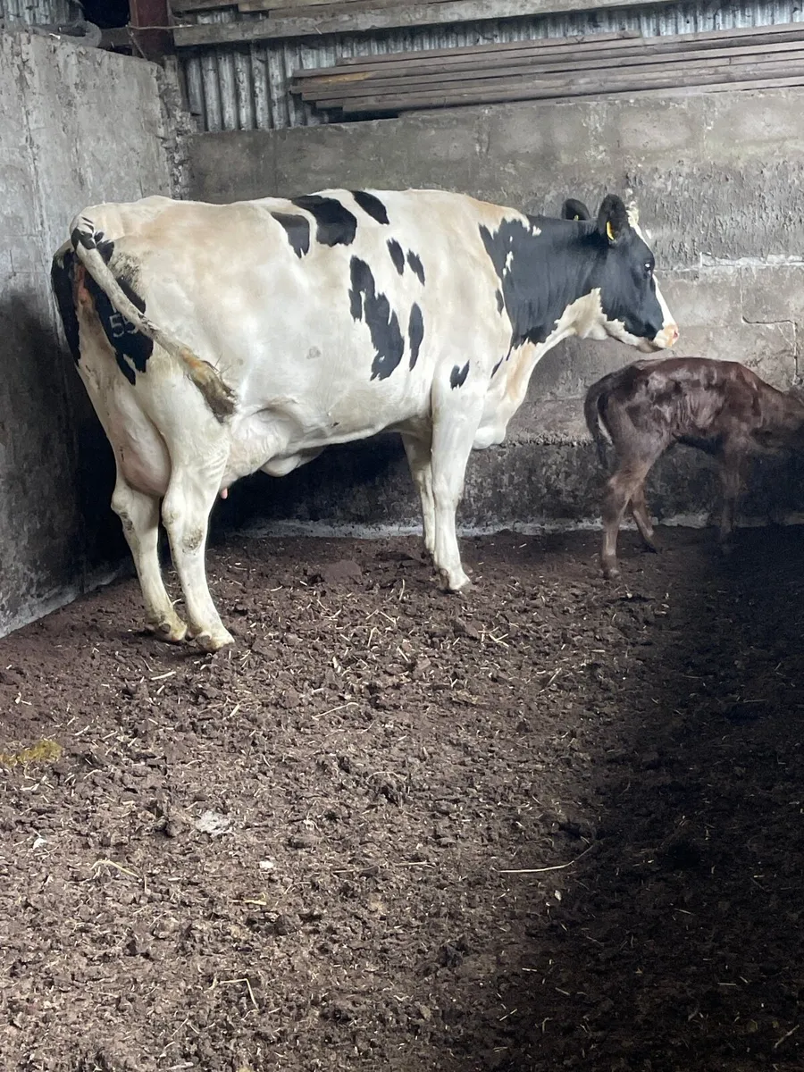 Dairy cow - Image 1