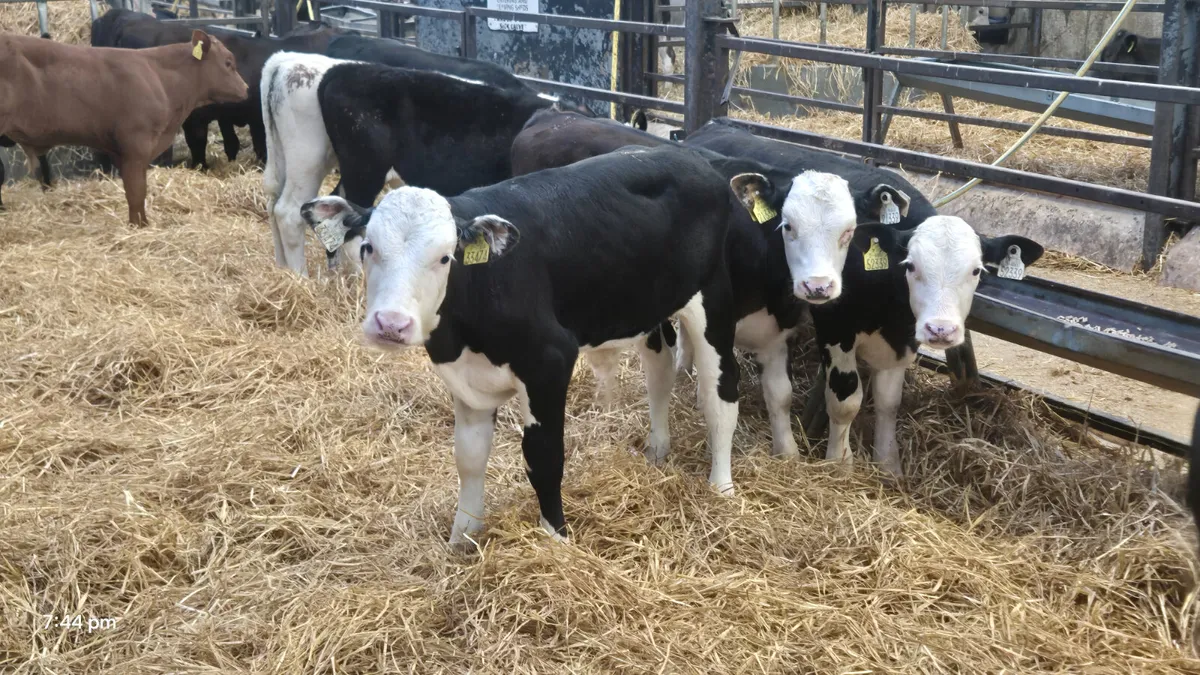 22 Super Strong calves for sale - Image 1