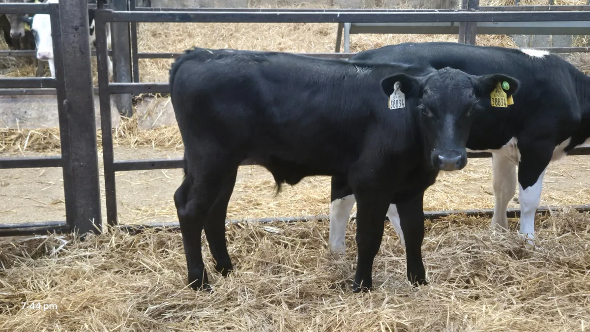22 Super Strong calves for sale - Image 2