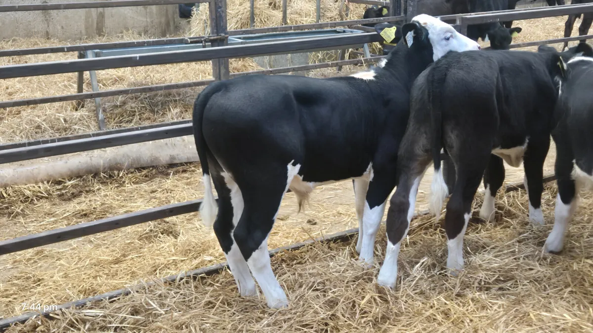 22 Super Strong calves for sale - Image 4
