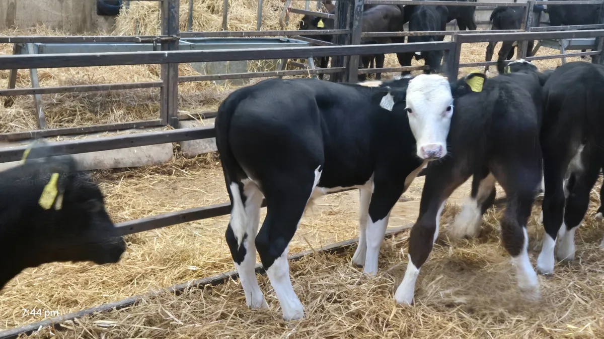 22 Super Strong calves for sale - Image 3