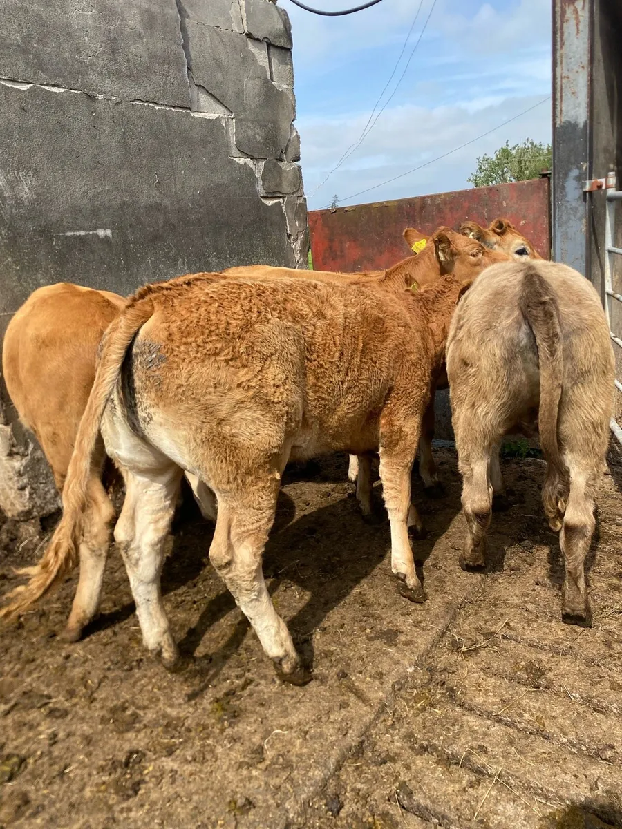 5 super heifer weanlings - Image 1