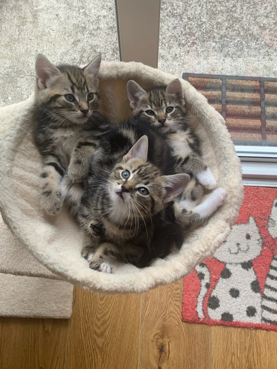 Mixed Bengal and Tabby Kittens - Image 1