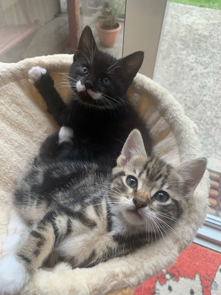 Mixed Bengal and Tabby Kittens - Image 2