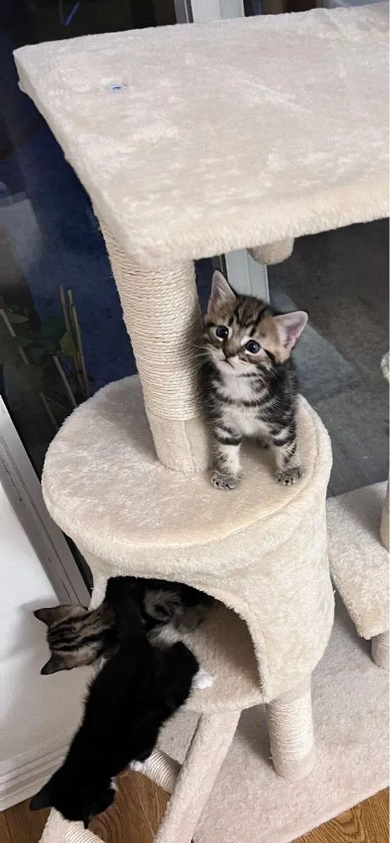 Mixed Bengal and Tabby Kittens - Image 3