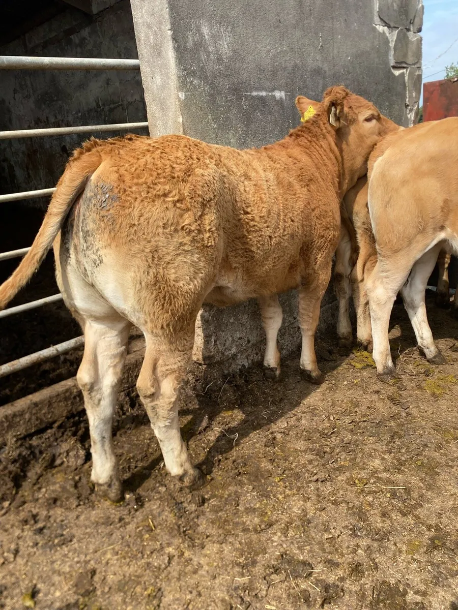 5 super heifer weanlings - Image 2