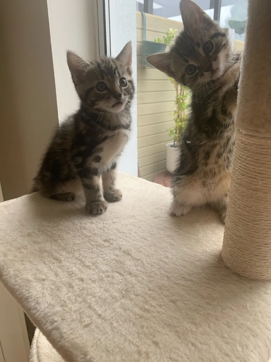Mixed Bengal and Tabby Kittens - Image 4