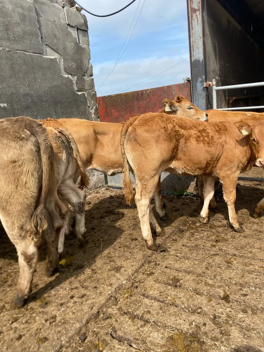 5 super heifer weanlings - Image 3
