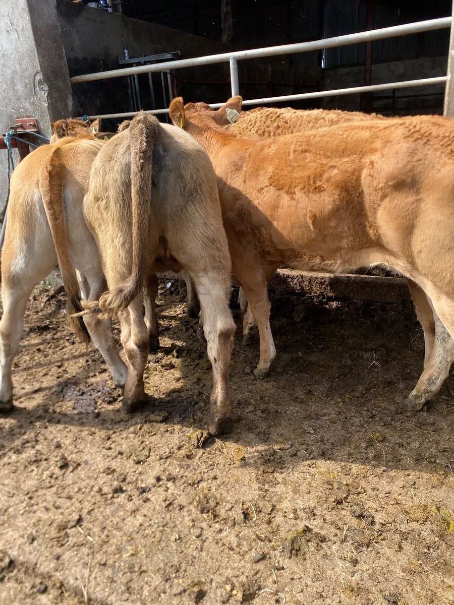 5 super heifer weanlings - Image 4