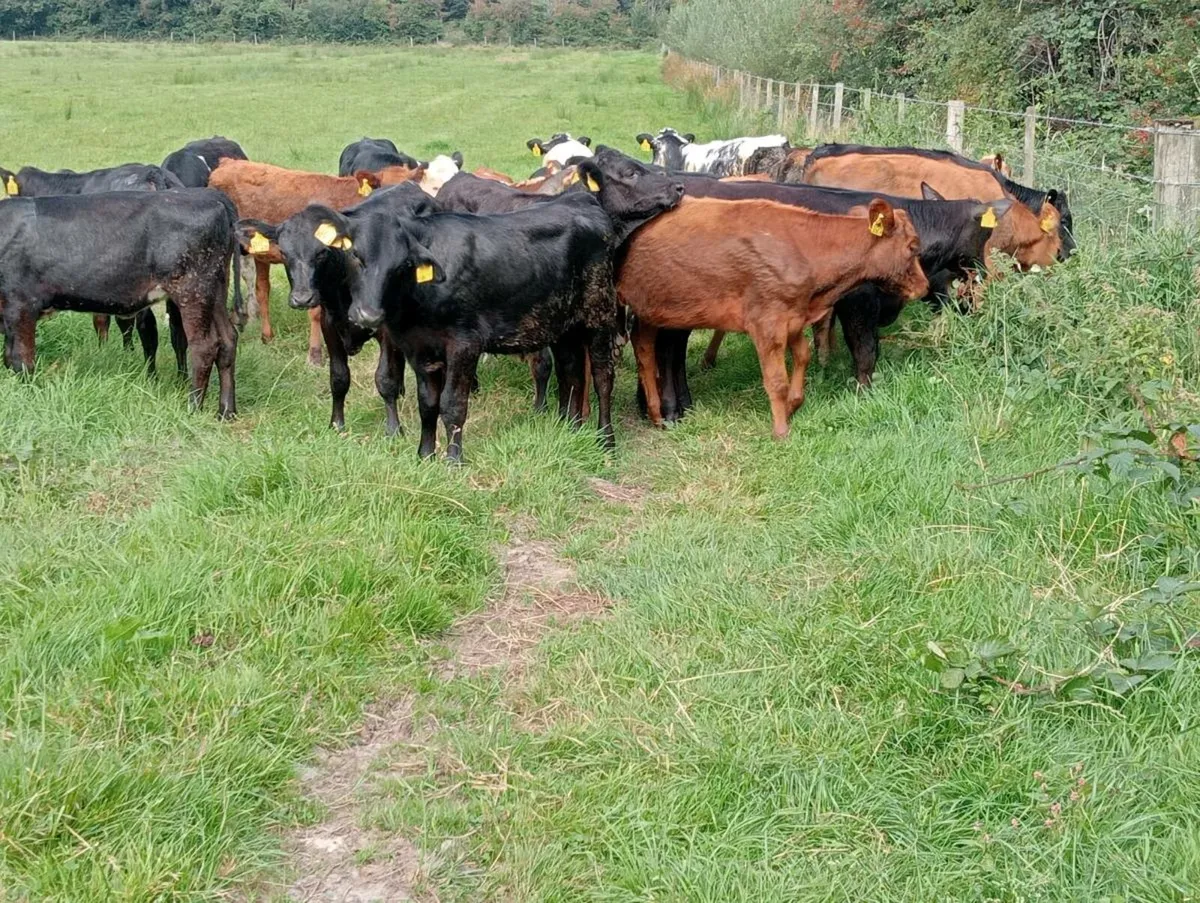 22 store heifers - Image 1