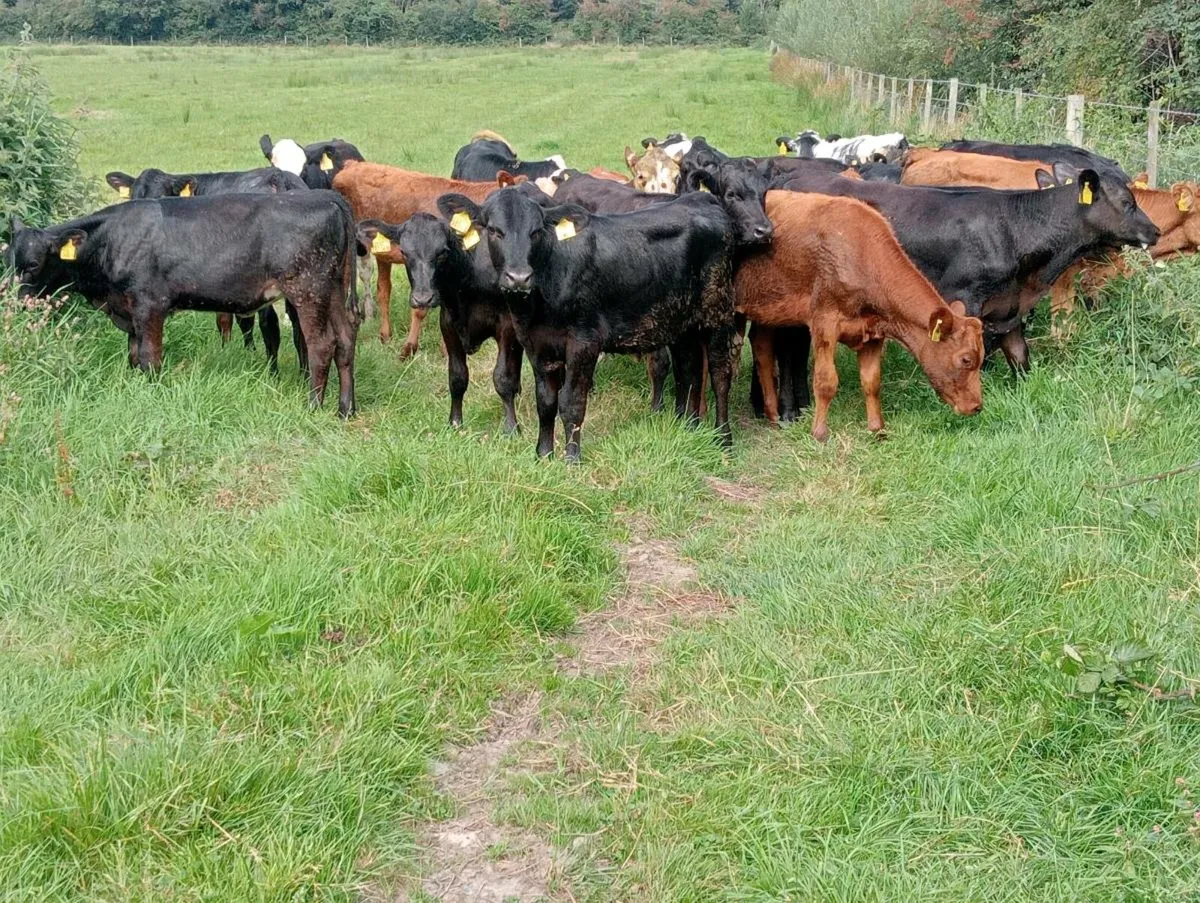 22 store heifers - Image 2