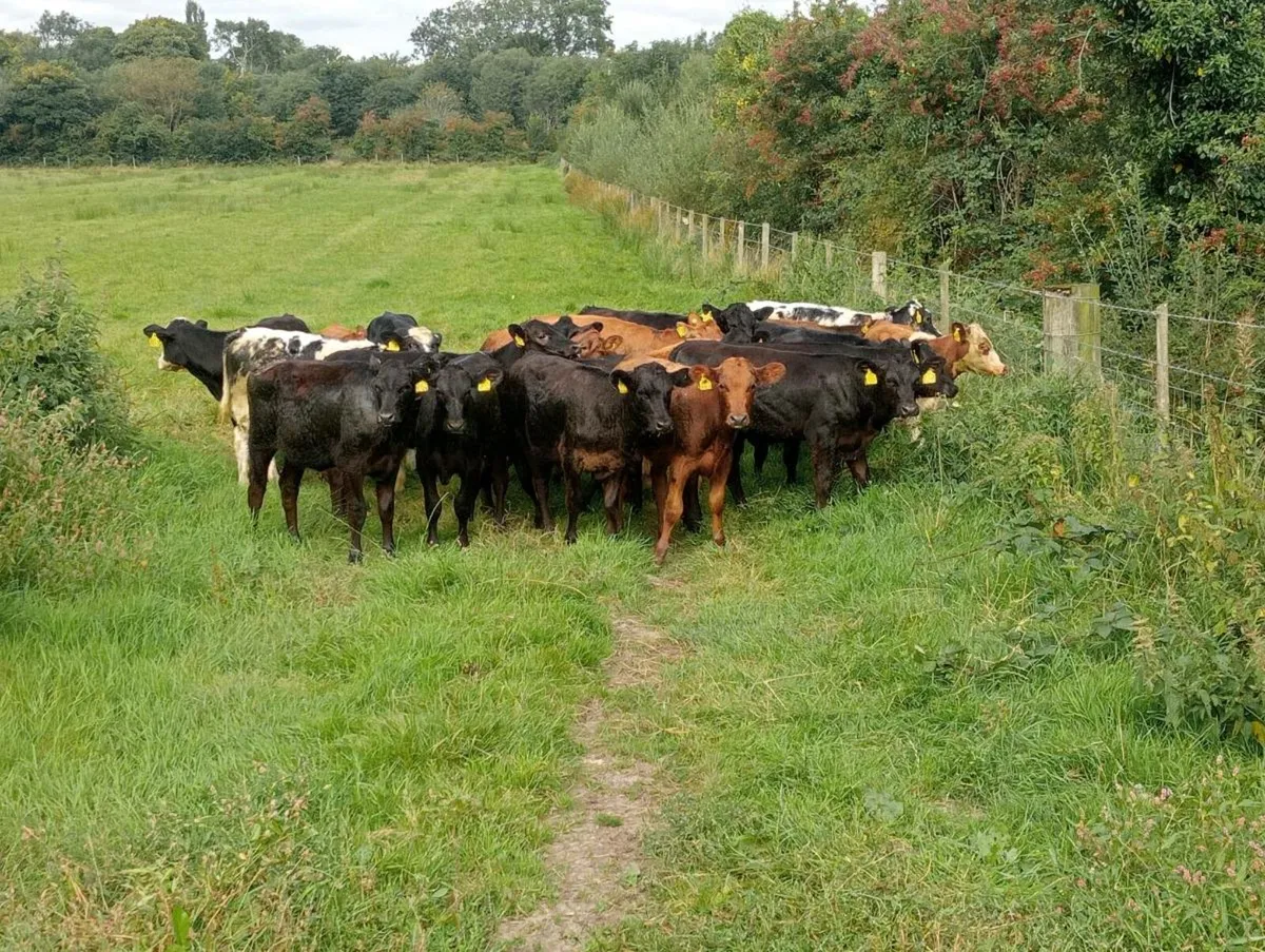 22 store heifers - Image 3