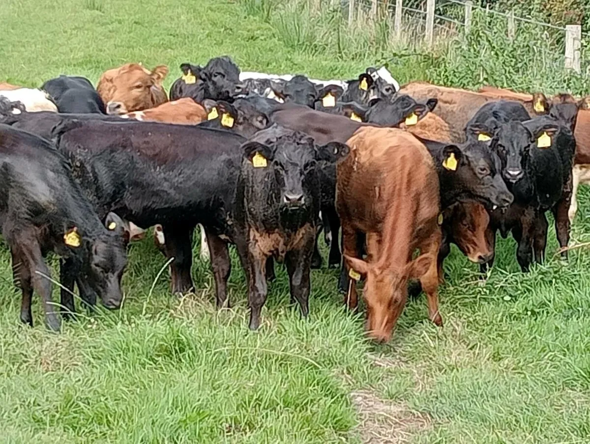 22 store heifers - Image 4