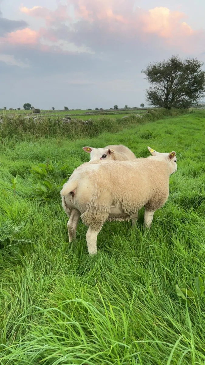 Pure bred Texel ram lambs - Image 1
