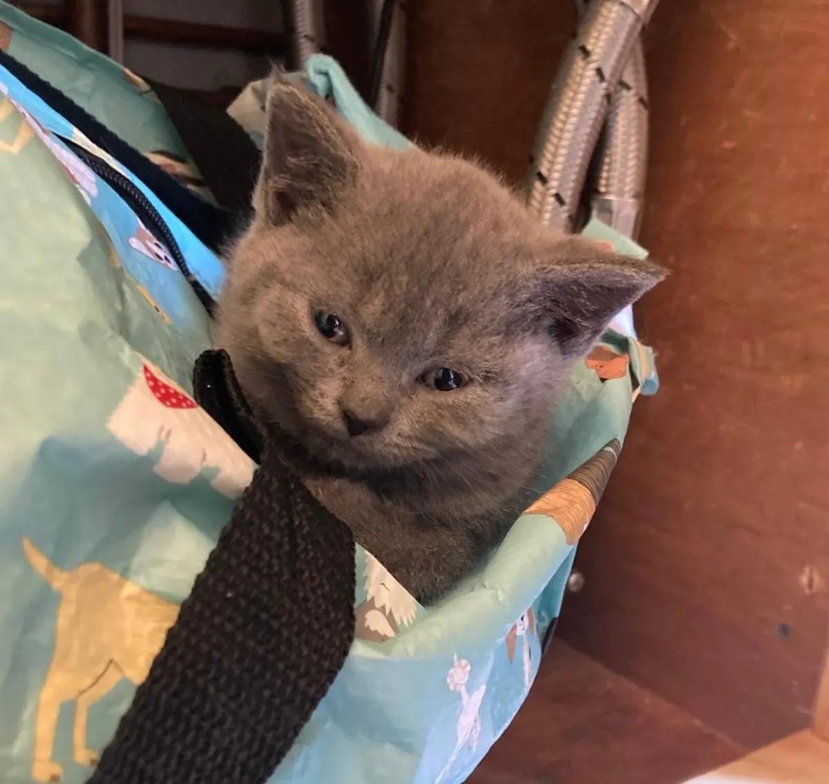 Last one! British shorthair blue  kitten - Image 1