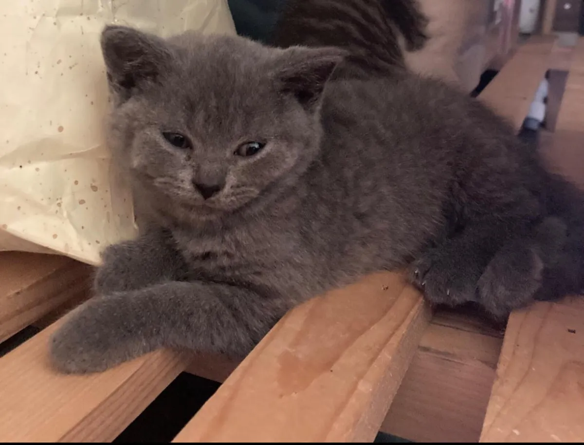 Last one! British shorthair blue  kitten - Image 3