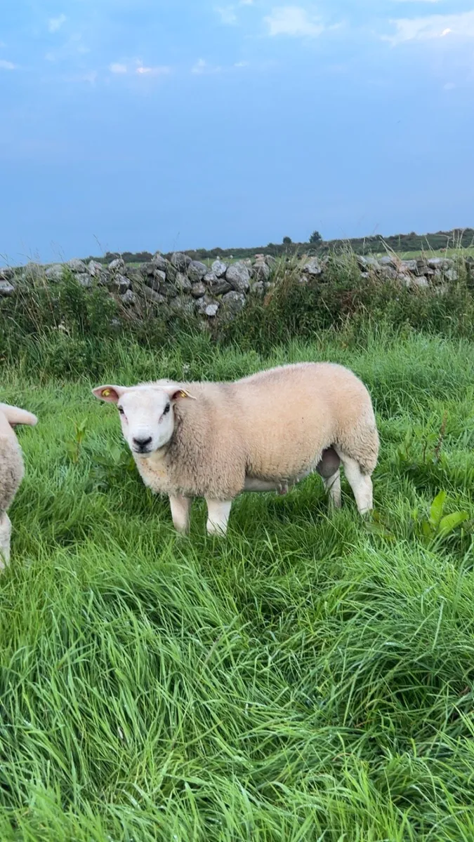 Pure bred Texel ram lambs - Image 3