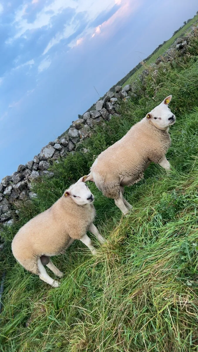 Pure bred Texel ram lambs - Image 4