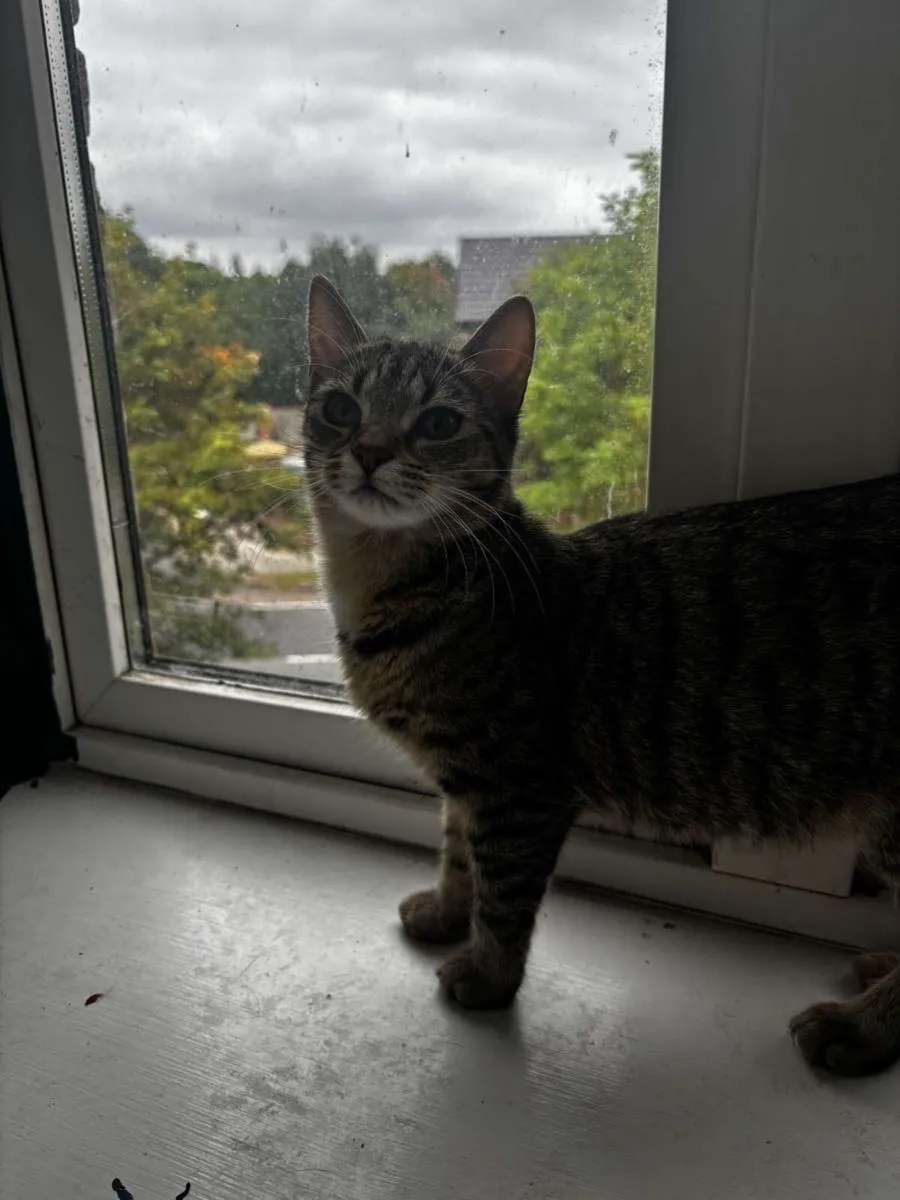 Cat - Image 1